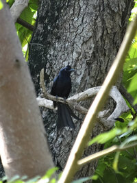 タイ南部やマレーシアにいる 一見カラスに似て尻尾から２本ほど極端に長い尾羽があ Yahoo 知恵袋