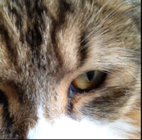 猫の黒いシミのようなものについて教えて下さい 数日前から目ヤニ Yahoo 知恵袋