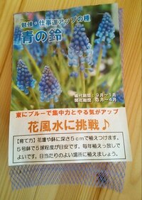 チューリップ ムスカリの球根保存方法 昨年 たくさんお譲りいただ Yahoo 知恵袋