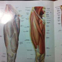 人体の解剖図で脚の筋肉を内側から描かれた図を探しています現在私の持っている解剖 Yahoo 知恵袋