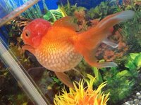 飼っている金魚のお腹が異常に膨らんでいて 長期間糞も出ていないよ Yahoo 知恵袋