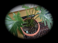 クッカバラが大きくなり広がり過ぎて 15本ぐらいハサミで切って違う鉢に植えまし Yahoo 知恵袋