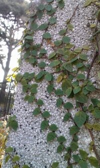 この蔦系の植物の名前を教えてください オシャレな公園の壁に這うように生え Yahoo 知恵袋