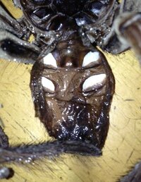 このゴライアスバードイーターは雌雄どっちなのでしょうか Blondiです Yahoo 知恵袋