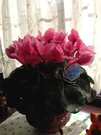 シクラメンをリビングに置いていたら葉や花が広がってしまい葉は黄 Yahoo 知恵袋