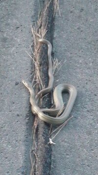 昨日道端で蛇を発見しました。
この子がなんという種類の蛇か知りたいです。

よろしくお願いします 