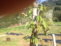 アケビは二種類の花があるものなのでしょうか 家庭菜園でアケビ栽培を始めま Yahoo 知恵袋