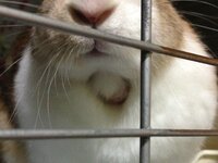 ウサギに詳しい方 ウサギに詳しい方 うちのウサギの喉に腫れものが出 Yahoo 知恵袋