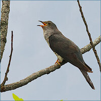 この鳥の名前を教えてください 昨日 学校の森で見かけた鳥です 鳴き声は キョキ Yahoo 知恵袋