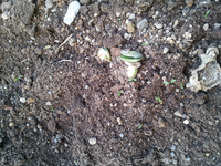 芽の出た枝豆は食べられるのでしょうか 大豆のモヤシです 商品も Yahoo 知恵袋