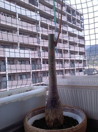 パキラの葉が落ちて 幹だけになってしまいました 観葉植物のパキラを Yahoo 知恵袋