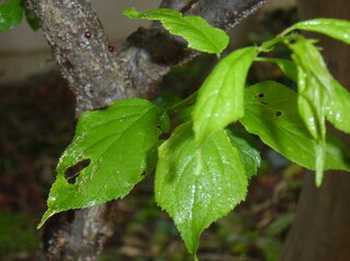 梅の木に青梅が成って喜んでいたところ 枝や葉の様子が変です 虫とか病 Yahoo 知恵袋