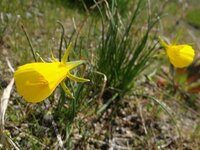 花の名前を教えて下さい 黄色いラッパ状の花写真を添付しました ナルキッス Yahoo 知恵袋