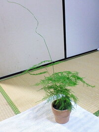 観葉植物のアスパラガス ナナスです ツルだけがよく伸び後から葉が出てきます Yahoo 知恵袋