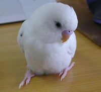 ウチのセキセイインコのｐちゃんは粟玉ばかり食べてますが いいですか Yahoo 知恵袋