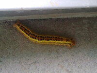 黄色 茶色 黒色の毛虫です 芝生のある庭側の家の壁にくっついていました ネット Yahoo 知恵袋