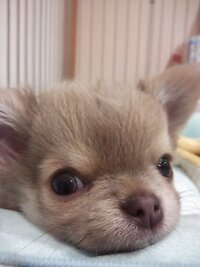 青い目のチワワ 青い目のチワワって 遺伝的なものでしょうか それとも すこ Yahoo 知恵袋