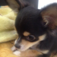 犬のカラーで ブラックタン などとよく言われていますが この Yahoo 知恵袋