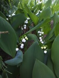 この木の名称を教えて下さい 小さい白い花がすずらんのようについてい Yahoo 知恵袋