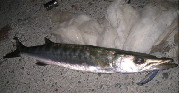 この魚はオニカマスで間違いないでしょうか 台湾の南部で釣り 現 Yahoo 知恵袋