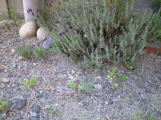 ラベンダーについて 庭に咲いているラベンダーが写真のとおり大きな株の Yahoo 知恵袋