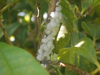 この虫何か分かりますか キンモクセイに したの画像のような白い Yahoo 知恵袋