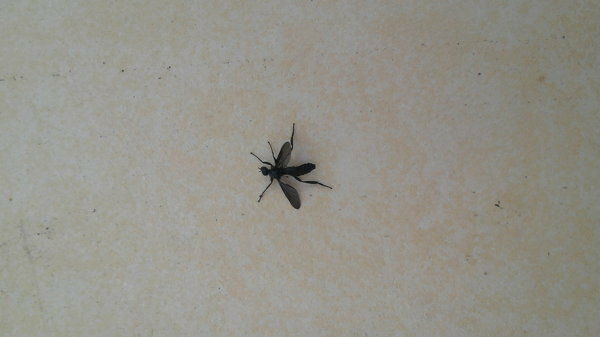 家の庭に黒い飛ぶ虫 あり はち がたくさん飛んでいます この虫の正体を教えて Yahoo 知恵袋