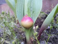 チューリップに実はできるのでしょうか 家の花壇に植えたチューリップが散ったので Yahoo 知恵袋