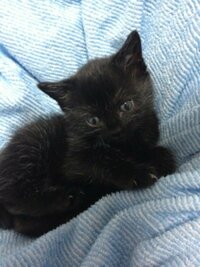今日黒猫をもらいました この猫ちゃんは長毛種でしょうか 今日友 Yahoo 知恵袋