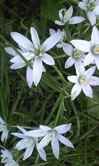 ニラみたいな葉で紫の花が咲いています 何の花かわかる方いらっしゃいます Yahoo 知恵袋