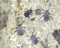 家の外壁に黒い虫が大量発生しています 殺虫剤で 目につく限り退治しましたが この 教えて 住まいの先生 Yahoo 不動産