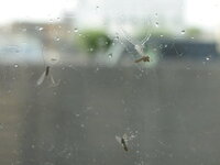 急にベランダに小さい虫が大量発生しました ２ｆ建てのアパート１ｆに住んで Yahoo 知恵袋