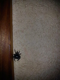 家の中にいる小さい黒い蜘蛛 ふと壁を見ると黒い小さいのが動いてたのでまさか Yahoo 知恵袋
