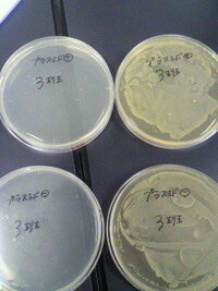 生化学が苦手ですどうかお知恵をお貸しくださいプラスミドと形質転換につ Yahoo 知恵袋