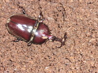 羽化したカブトムシ の顔 ツノに大量寄生している土の中の虫は何でしょうか そ Yahoo 知恵袋