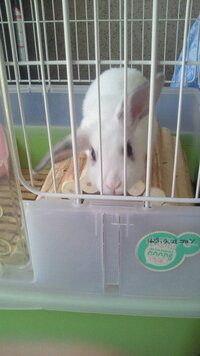 昨日からウサギの耳が変です 病院に連れていった方がよいでしょうか ４月に耳が立 Yahoo 知恵袋