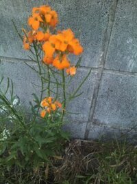 オレンジ色の菜の花みたいなのは 壁とドブの僅かな隙間に咲いてるこの花の名 Yahoo 知恵袋