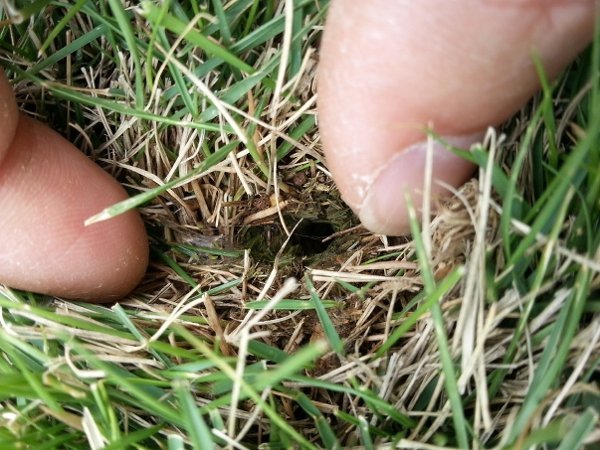 芝生の穴についての質問鳥 虫 朝 雨上がりの庭に降りてみたら 沢山の Yahoo 知恵袋