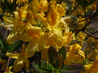 写真の花はツツジの仲間だと思いますが 何という名前でしょうか また 黄色い花は Yahoo 知恵袋