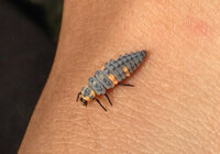 虫画像注意 これは ホタルの幼虫ですか 何の幼虫でしょう テン Yahoo 知恵袋