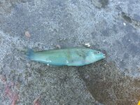 舞鶴湾でこんなの釣れました青い魚 なんて魚てますか ベラ ベ Yahoo 知恵袋