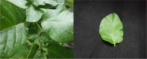 ジャガイモの葉っぱに謎の白い斑点が 数か月前にジャガイモを植えたので Yahoo 知恵袋