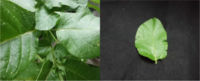 ジャガイモの葉っぱに謎の白い斑点が... 数か月前にジャガイモを植えたのですが、
最近、なにやら葉っぱに白い斑点が出来てきました。
これは何かの病気とかなのでしょうか?

見にくいですが画像を貼りました。