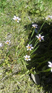 この芝生に咲く花は何て花でしょうか 久しぶりに見ました 庭石菖 Yahoo 知恵袋