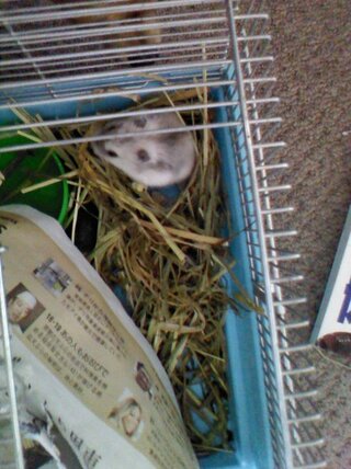 うちのハムスターがチモシー草で巣を作りました 賢くないですか Yahoo 知恵袋