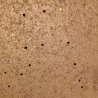 たまご 糞 これは 何かのたまごでしょうか もしくは虫の糞 Yahoo 知恵袋