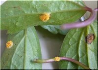 クレマチスの病気について教えて下さい 今日 水やりをしていたらクレマチスの Yahoo 知恵袋