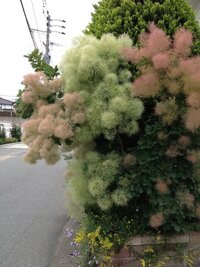 この木は何の木 ５月頃フワフワの花 が咲きます フワフワしていてとてもか Yahoo 知恵袋