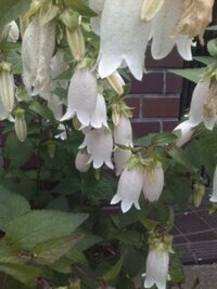 こんな花を見かけました 下を向いた筒状の花でした これは何とい Yahoo 知恵袋