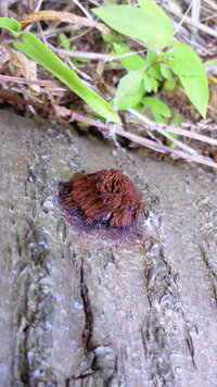 今日 公園で見たんですが 木の枝に茶色いかたまりが沢山くっついているんですが Yahoo 知恵袋